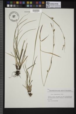 Carex depauperata image