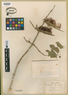 Image of Combretum farinosum