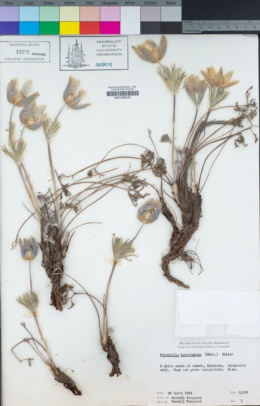 Anemone patens var. multifida image