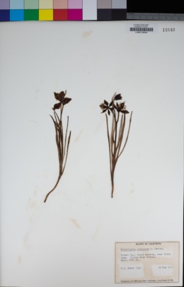 Fritillaria pinetorum image
