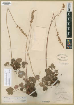 Heuchera grossulariifolia image