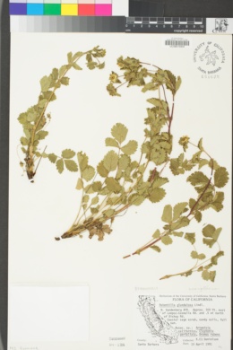 Drymocallis glandulosa var. wrangelliana image