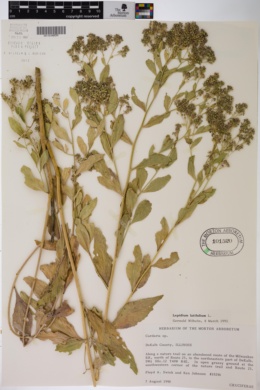 Image of Lepidium latifolium