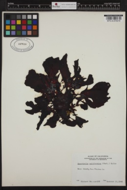 Opuntiella californica image