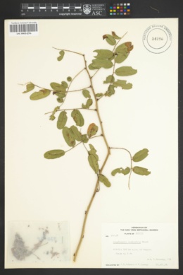 Apoplanesia paniculata image