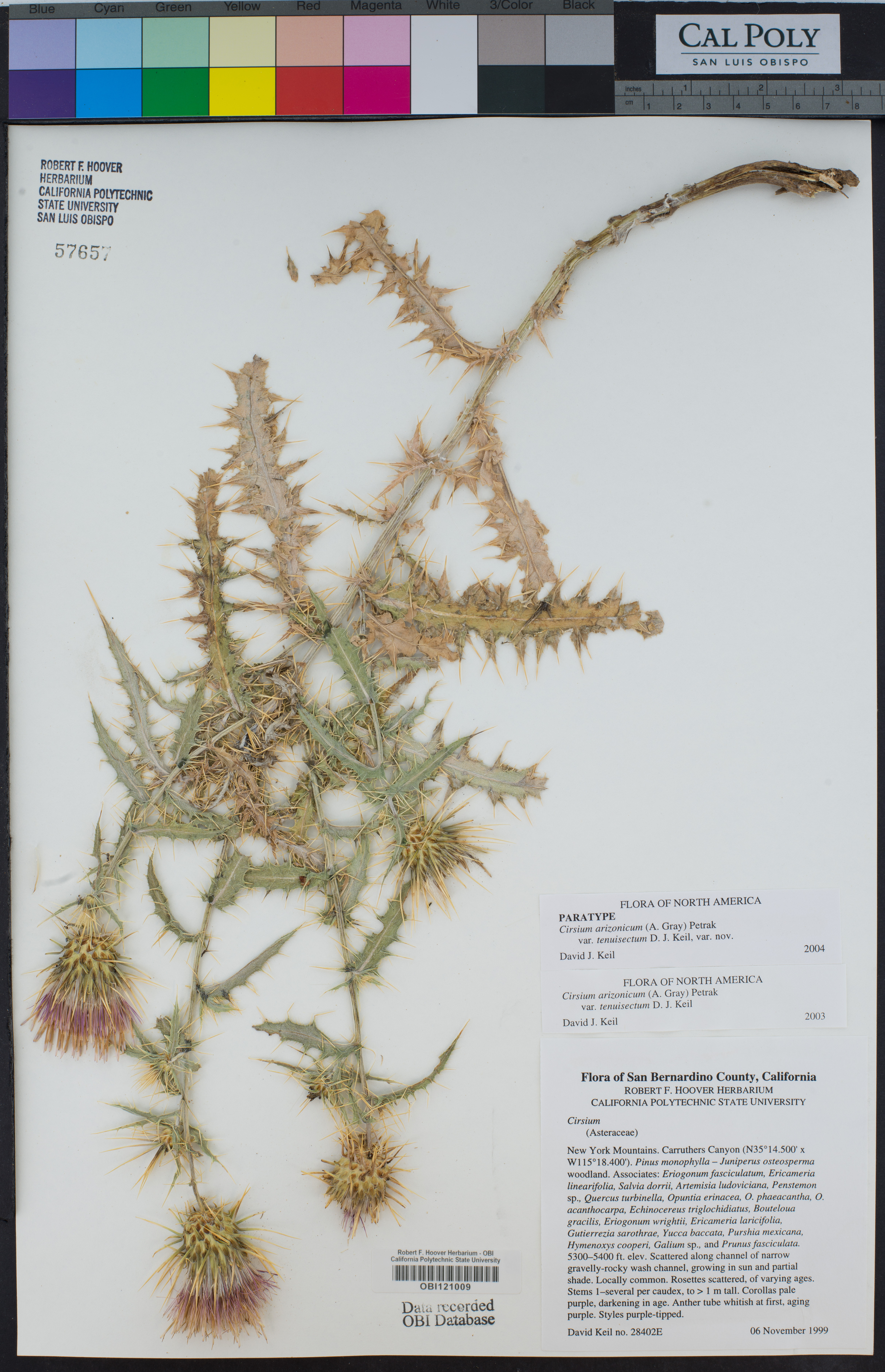 Cirsium arizonicum var. tenuisectum image