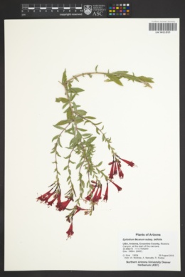 Epilobium billardierianum subsp. cinereum image