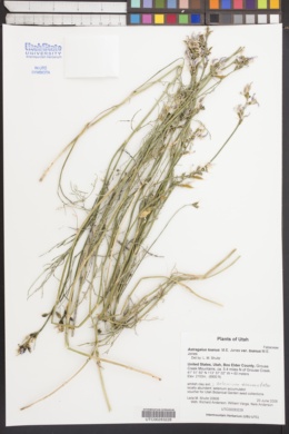 Astragalus toanus var. toanus image
