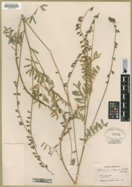 Image of Astragalus elegans