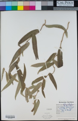 Salix matsudana image
