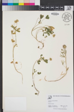Image of Trifolium ciliolatum