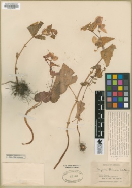 Begonia palmeri image