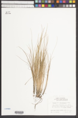 Festuca dolichophylla image