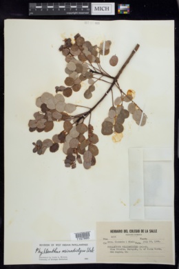 Image of Phyllanthus microdictyus