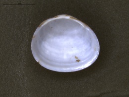 Sphaerium corneum image