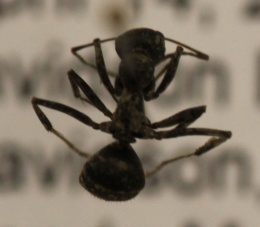 Formica subsericea image
