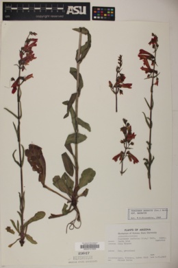 Penstemon barbatus subsp. barbatus image