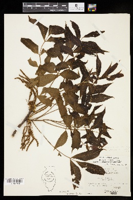 Image of Carya × schneckii