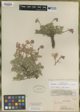 Image of Oenothera lavandulifolia