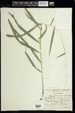 Leersia distichophylla image