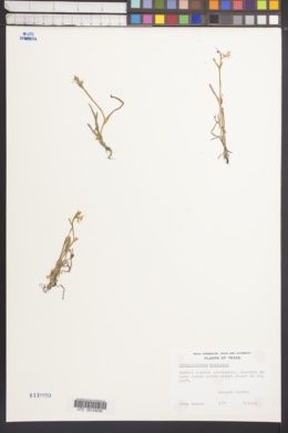 Image of Heteranthera mexicana