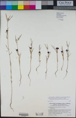 Clarkia purpurea subsp. quadrivulnera image