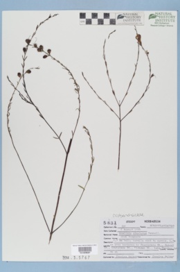 Image of Agalinis pinetorum