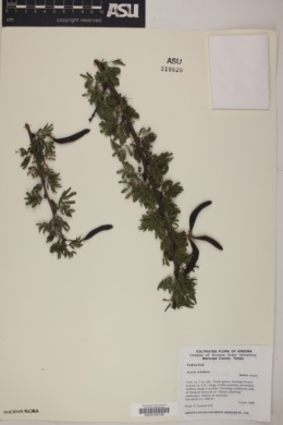 Acacia schaffneri image