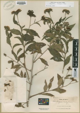 Tournefortia hartwegiana image