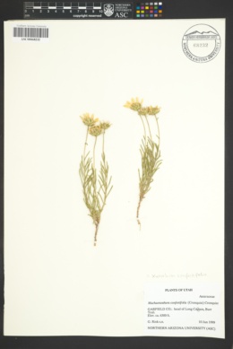Xylorhiza confertifolia image