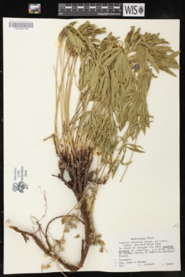 Lupinus arbustus subsp. neolaxiflorus image