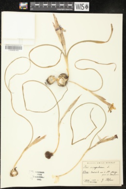 Moraea sisyrinchium image