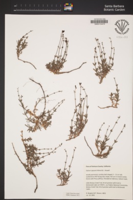 Galium jepsonii image