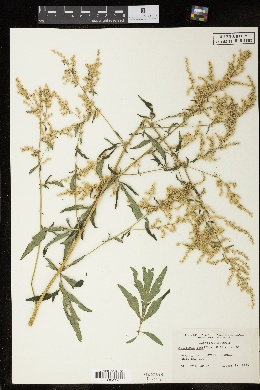 Image of Artemisia lactiflora