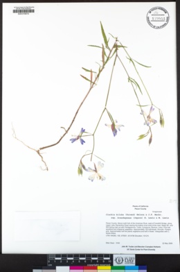 Clarkia biloba subsp. brandegeeae image