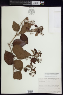 Stigmaphyllon acuminatum image