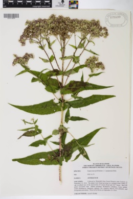 Eupatorium perfoliatum f. purpureum image
