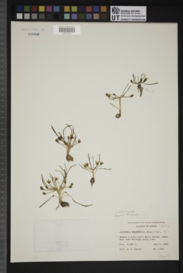 Erocallis triphylla image