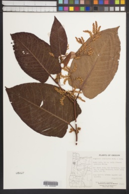 Reynoutria japonica image