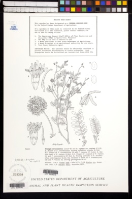 Image of Prosopis strombulifera