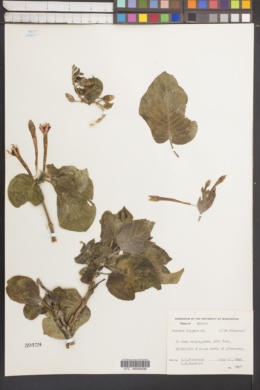 Image of Fuchsia fulgens