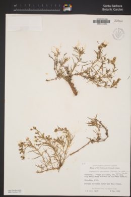 Spergularia macrotheca var. macrotheca image