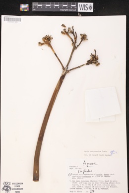Agave pachycentra image