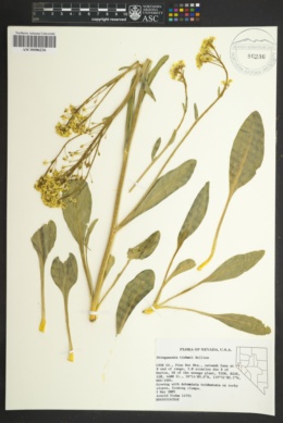 Image of Lepidium tiehmii