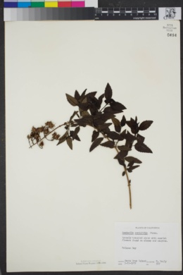 Image of Keckiella cordifolia