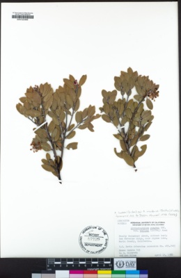 Arctostaphylos montana image