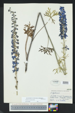 Delphinium geraniifolium image