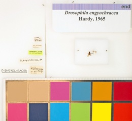 Drosophila engyochracea image