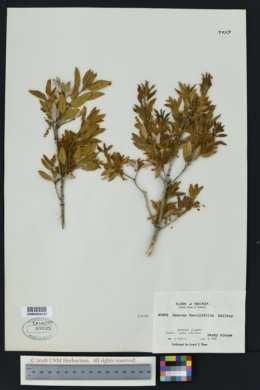 Image of Quercus vaccinifolia