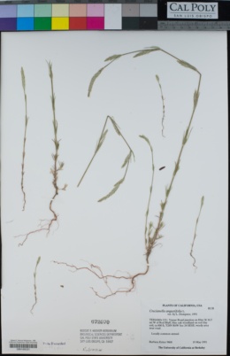 Image of Crucianella angustifolia